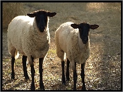 Runo, Owce, Dwie, Białe